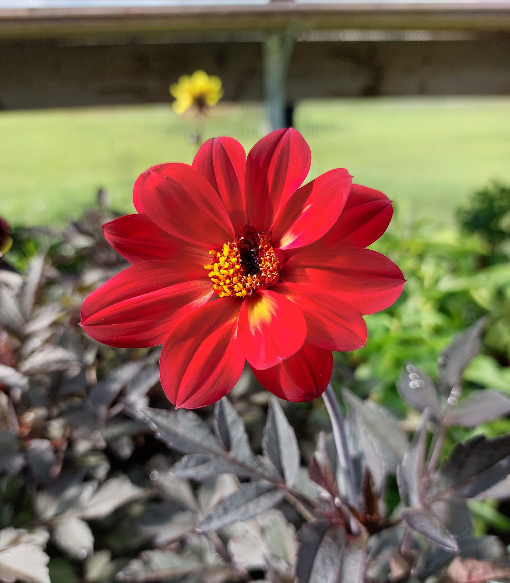 Dahlia knöl HS Flame "Enkelblommande - 3