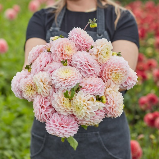 Dahlia knöl Opal Boll  x - 2