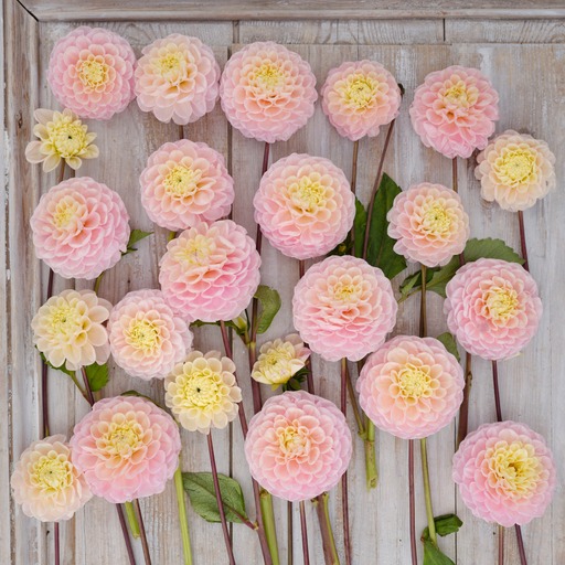 Dahlia knöl Opal Boll  x - 3