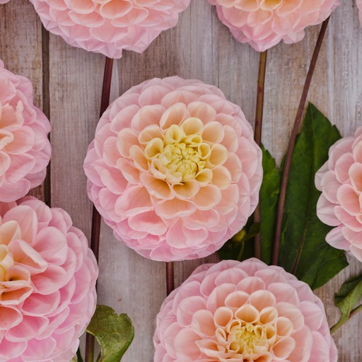 Dahlia knöl Opal Boll  x