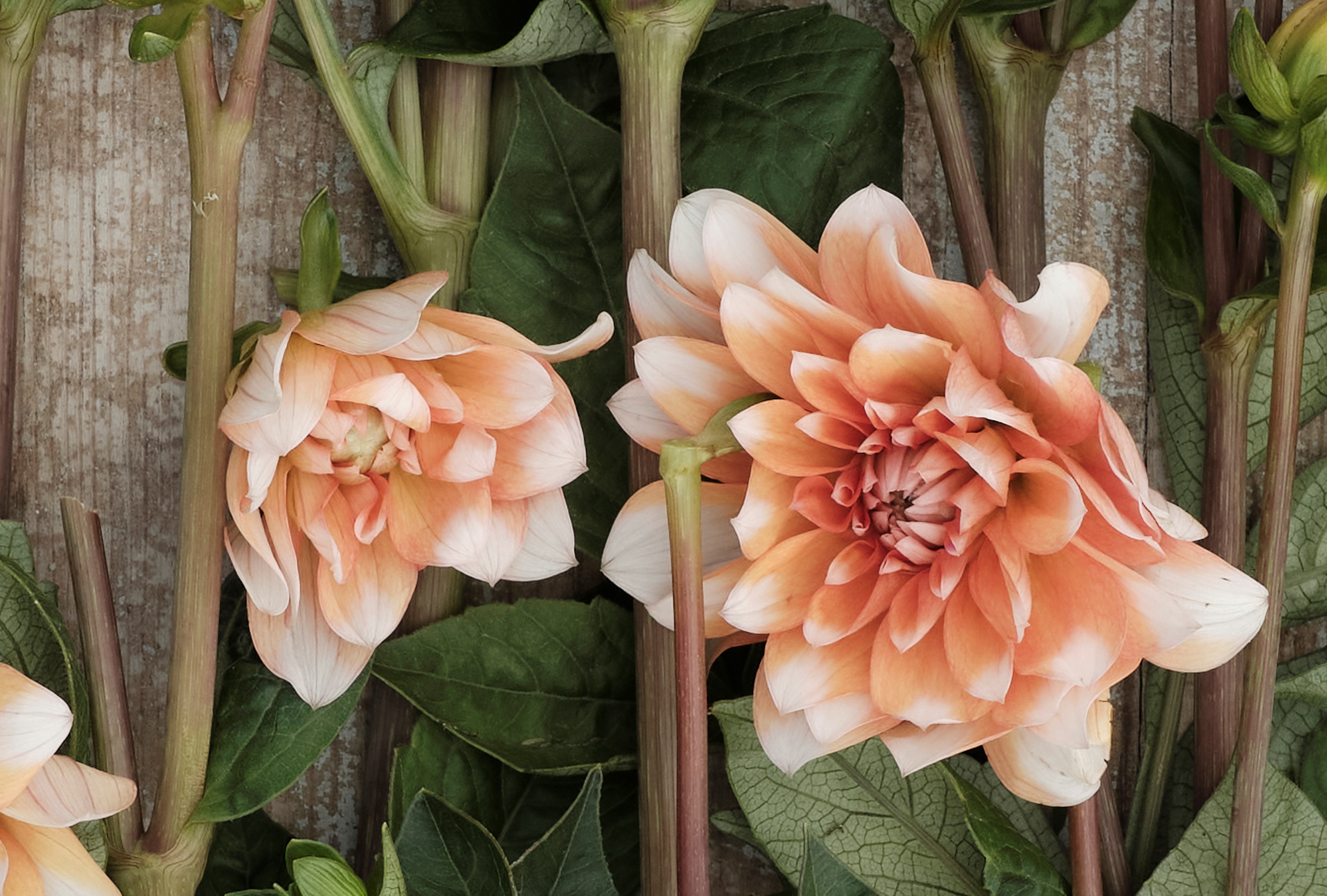 Dahlia knöl Orange Perception  Näckros x