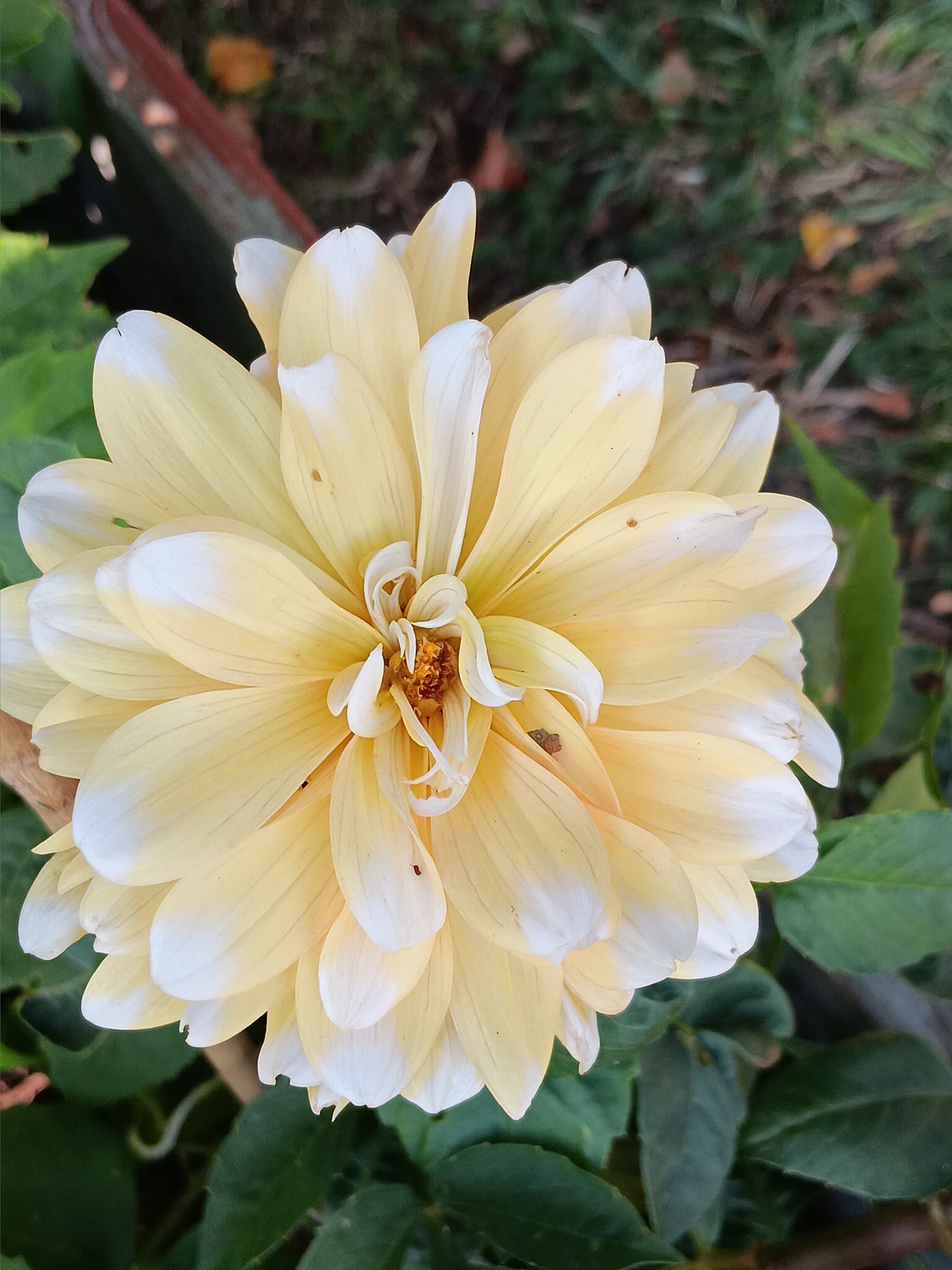 Dahlia knöl Orange Perception  Näckros x - 5