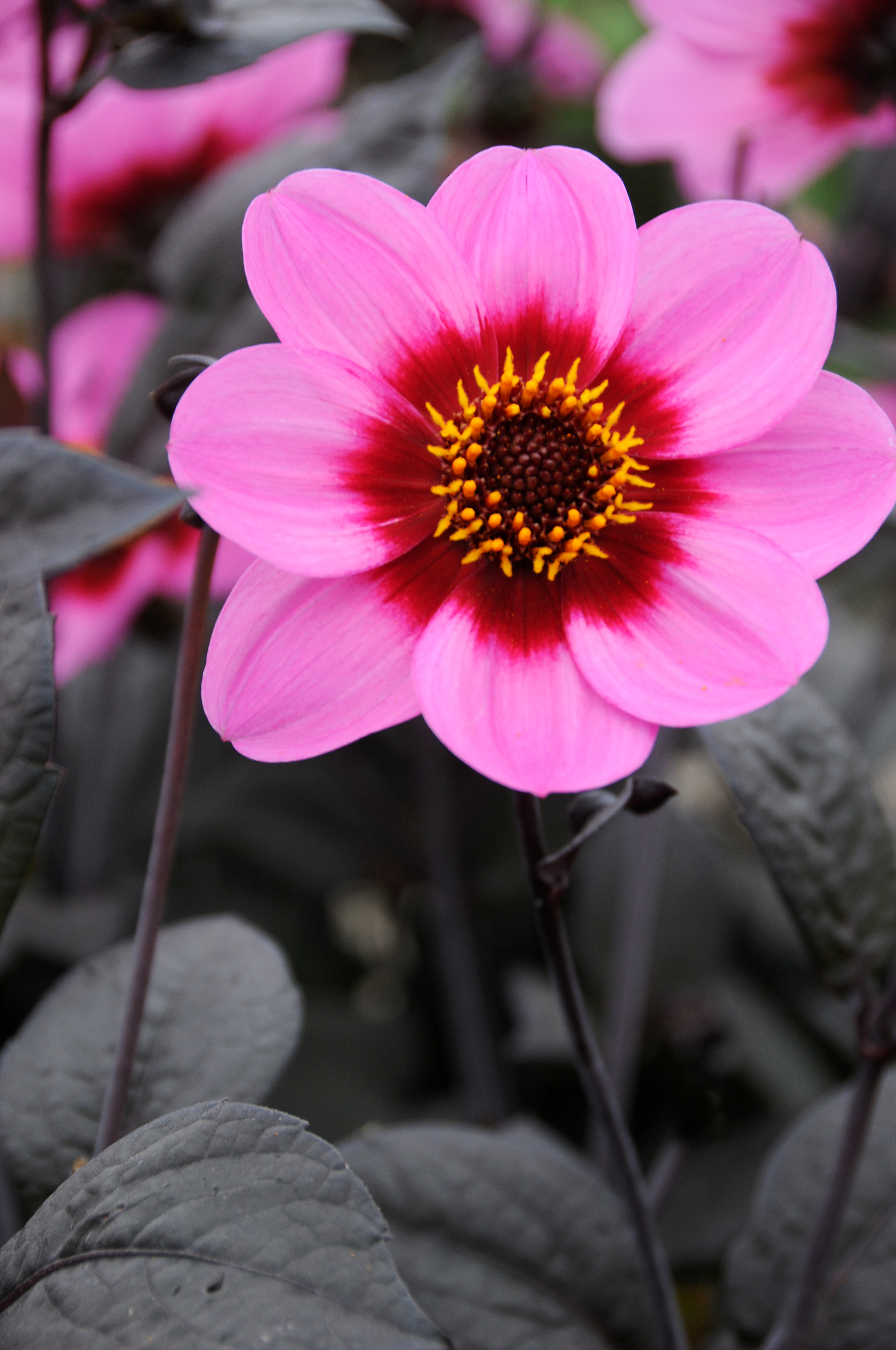 Dahlia knöl HS Juliet Enkelblommande  x - 2