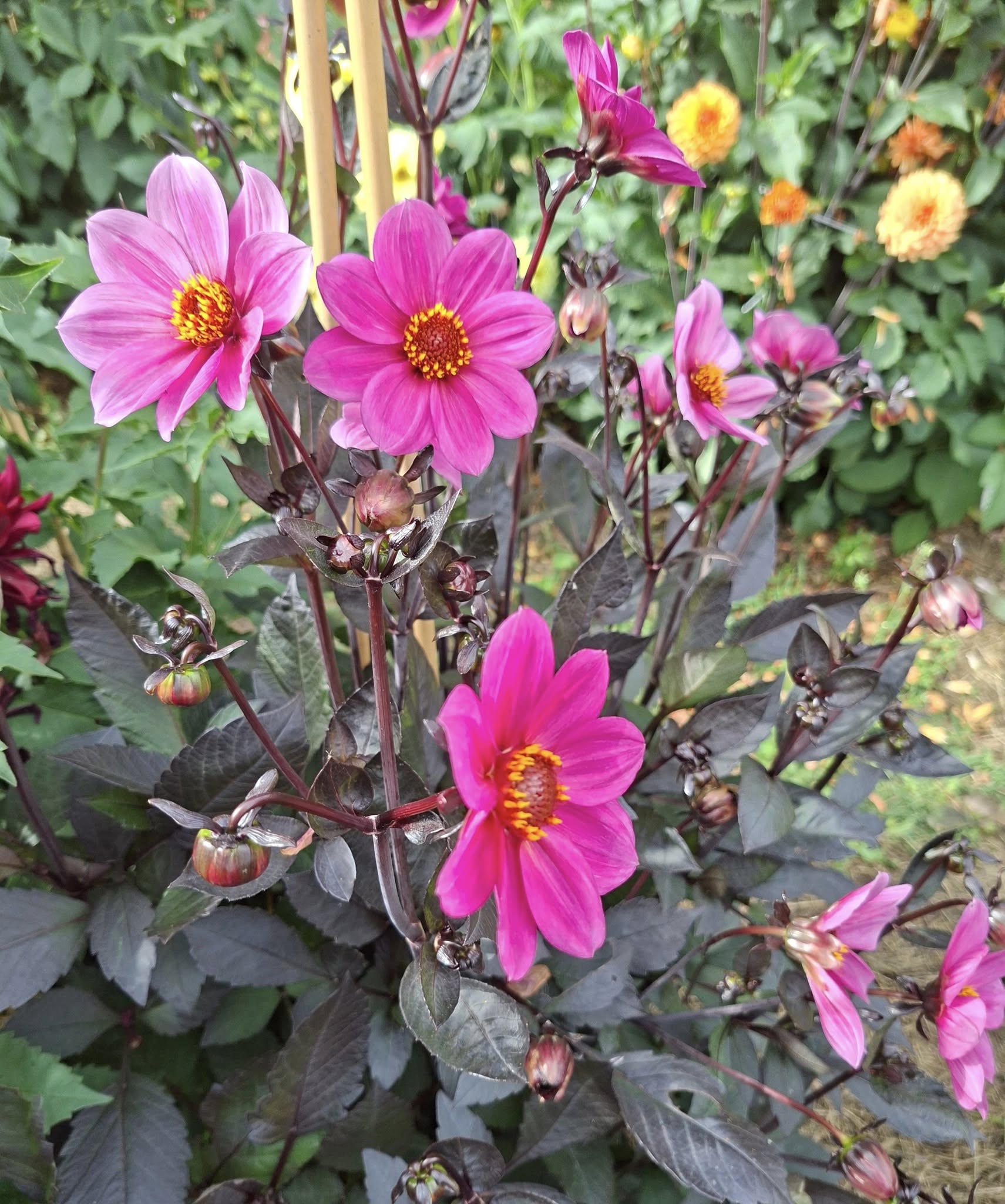 Dahlia knöl HS Juliet Enkelblommande  x - 5