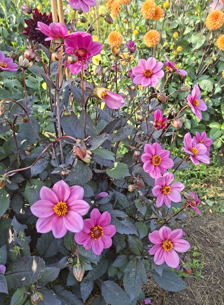 Dahlia knöl HS Juliet Enkelblommande  x - 6