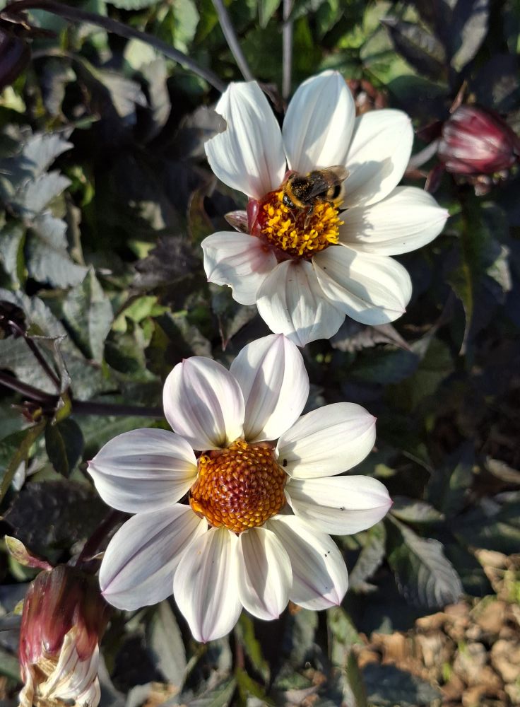 Dahlia knöl  HS Princess "Enkelblommande"  - 2
