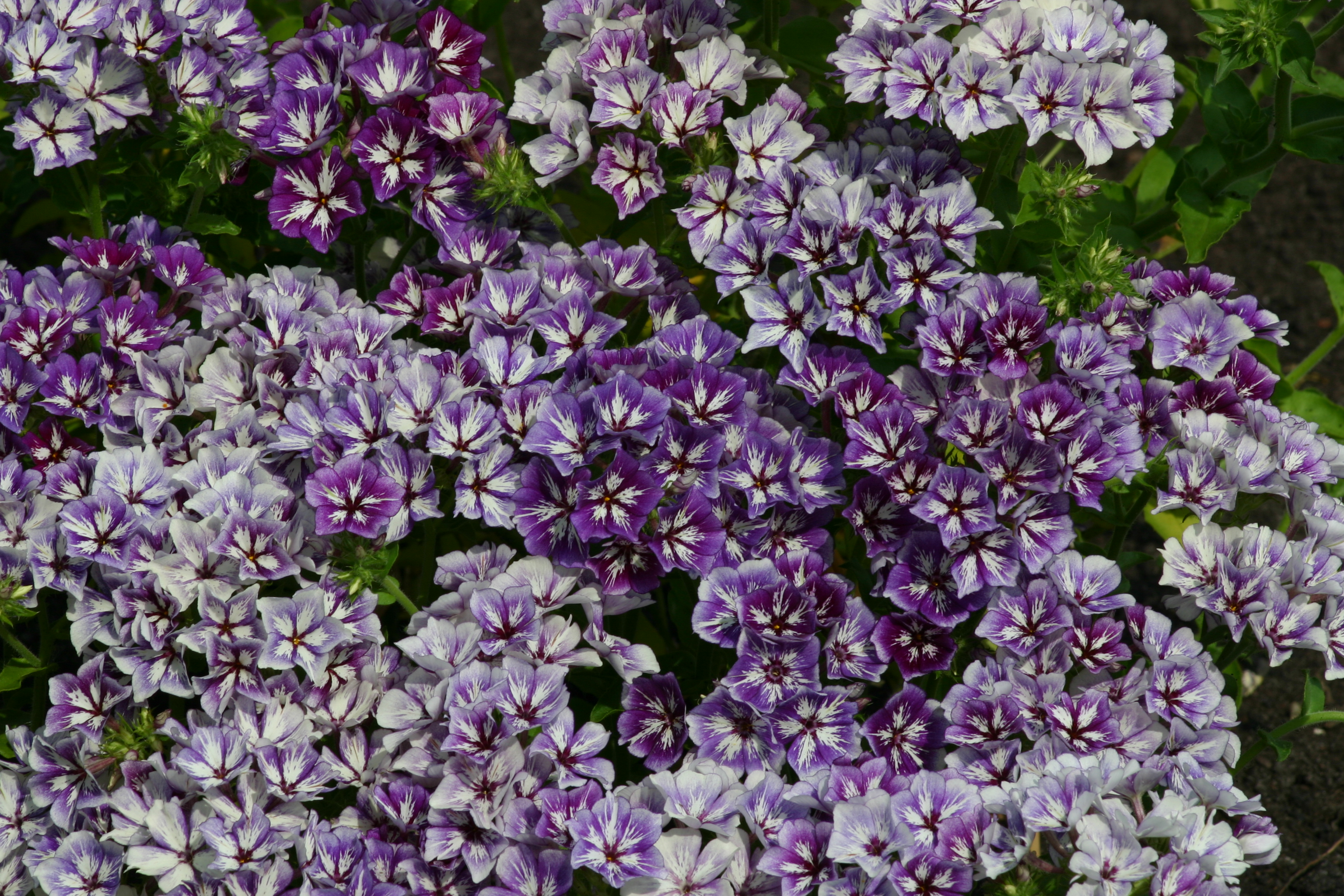Phlox Drummondii Sugar Stars 200  frön