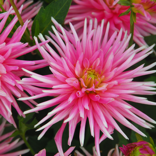 Dahlia knöl Park Princess "Kaktusblommande"  x