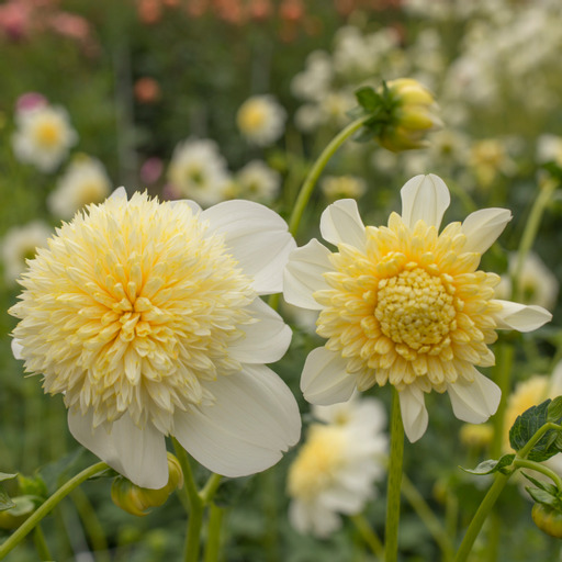 Dahlia knöl Platinum Blonde  "Anemonblommande"  snart slut