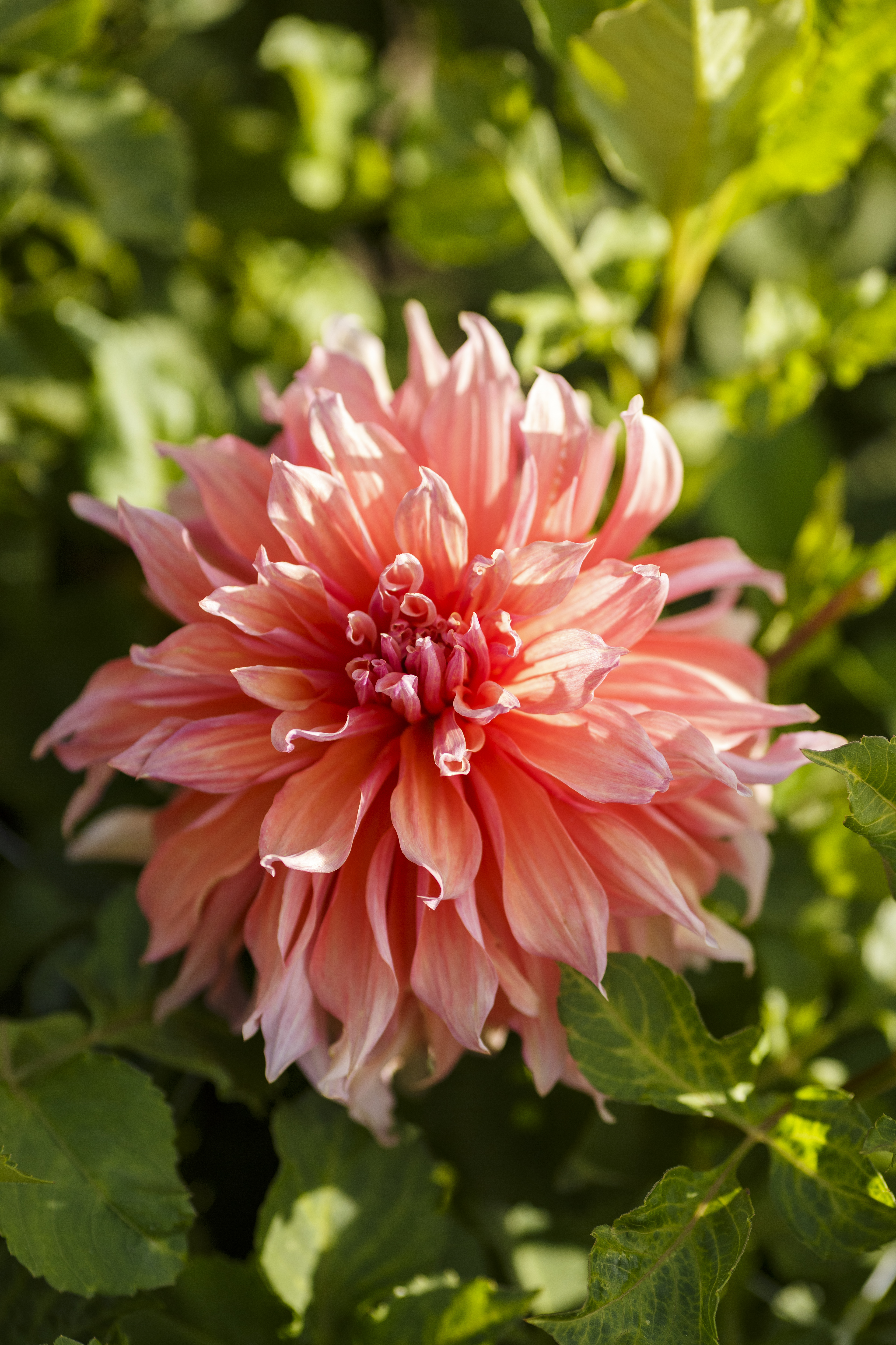 Dahlia knöl Mango Madness  "Dekorativ jätteblommande" x
