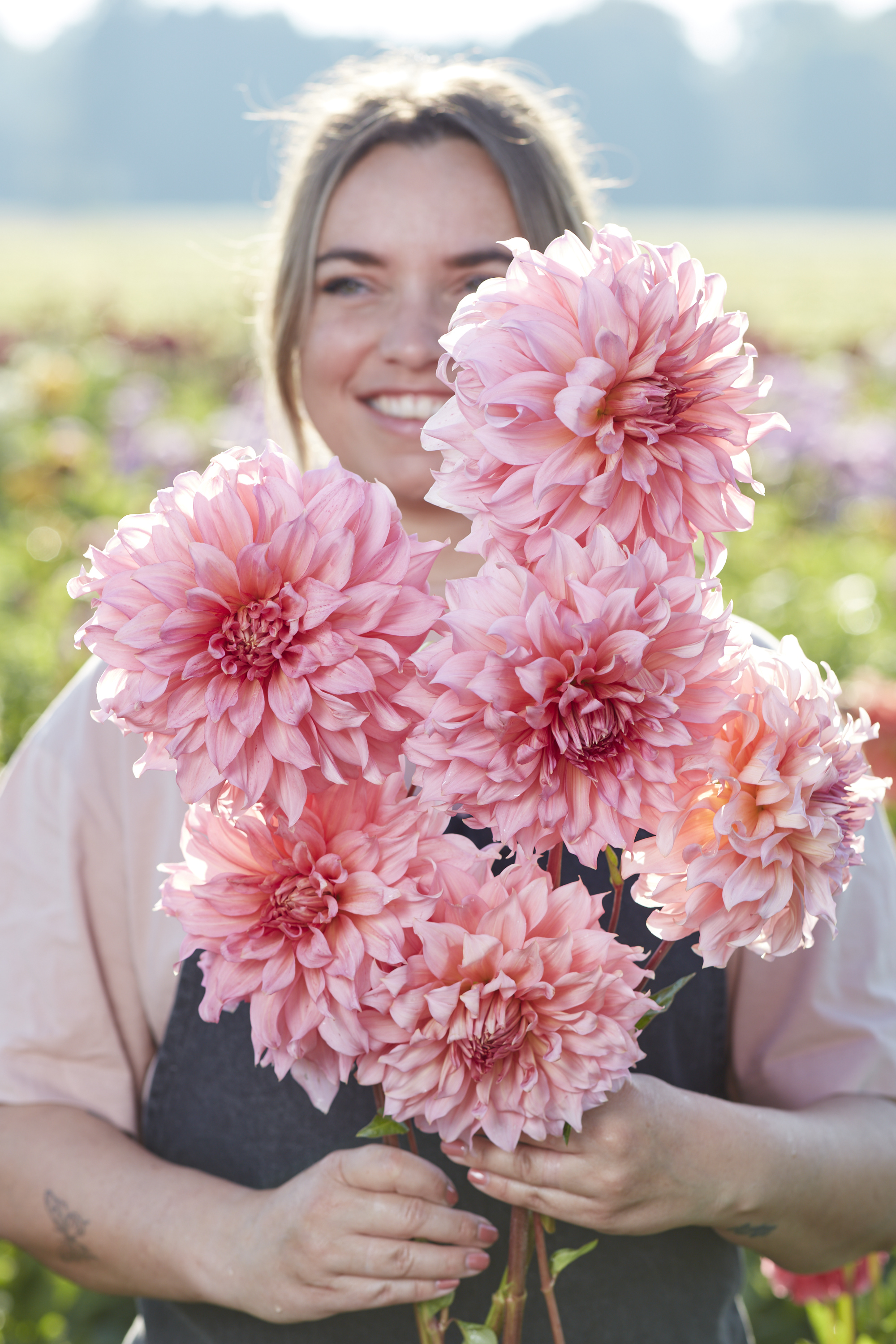Dahlia knöl Islander  Dekorativ storblommande  - 2