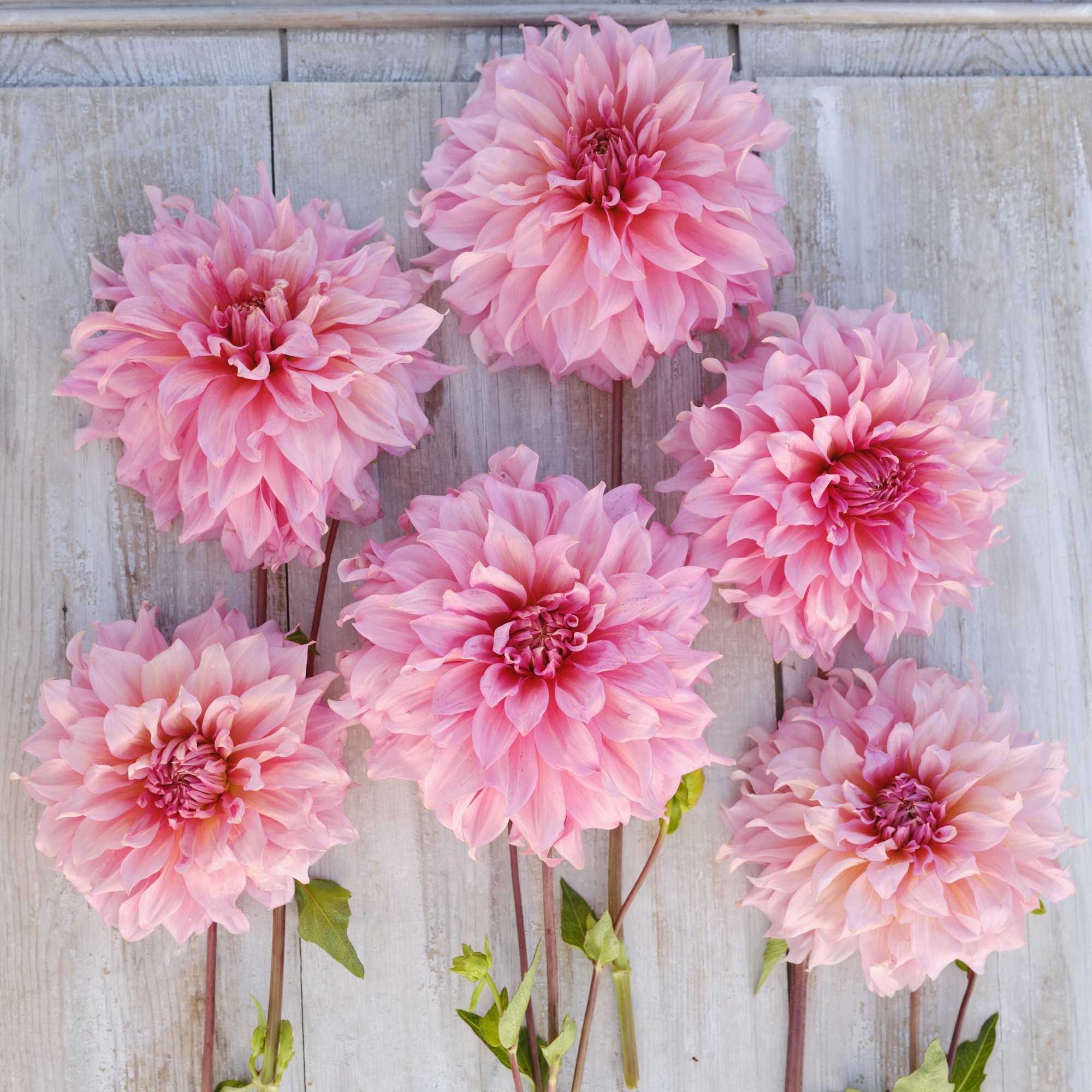 Dahlia knöl Islander  Dekorativ storblommande  - 3