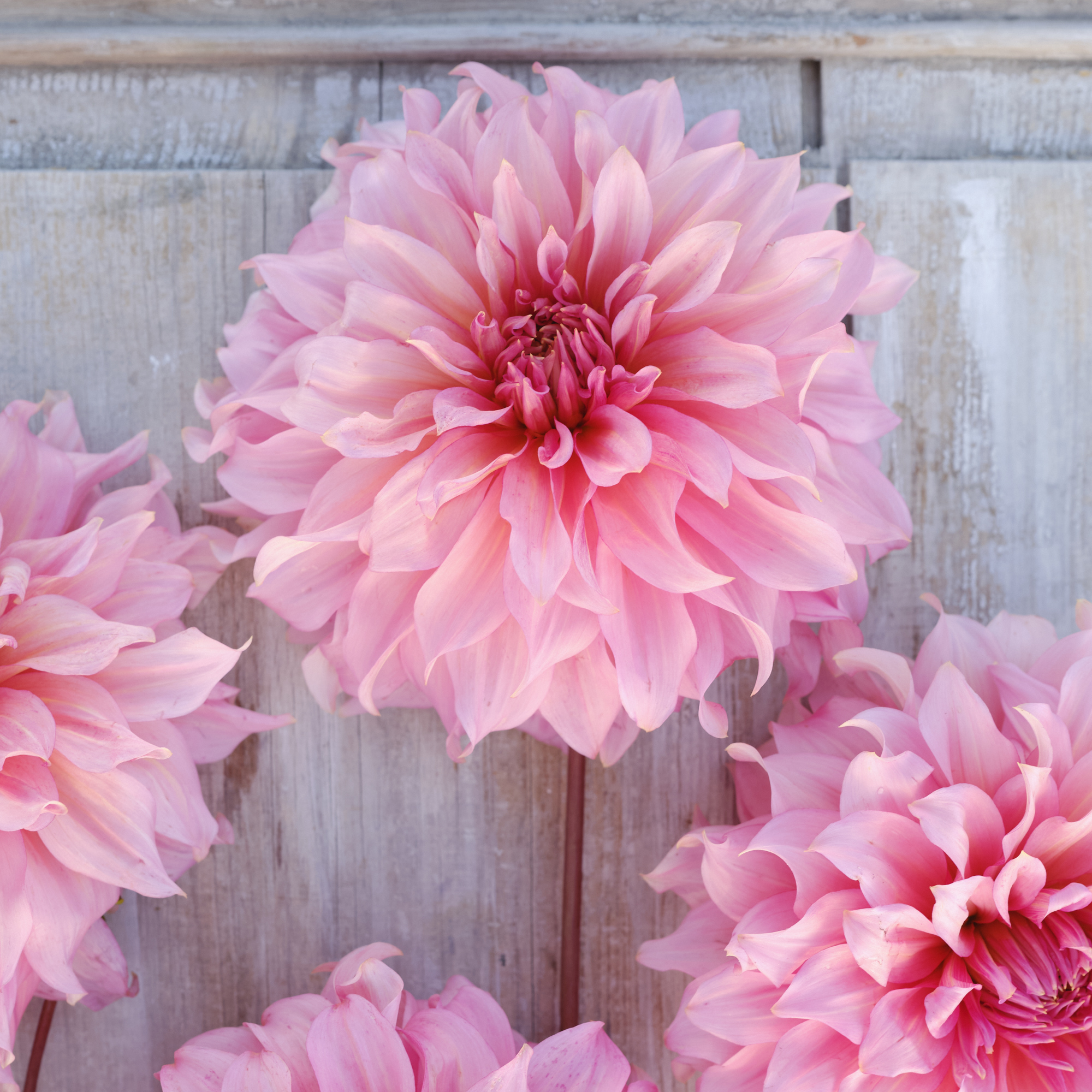 Dahlia knöl Islander  Dekorativ storblommande 