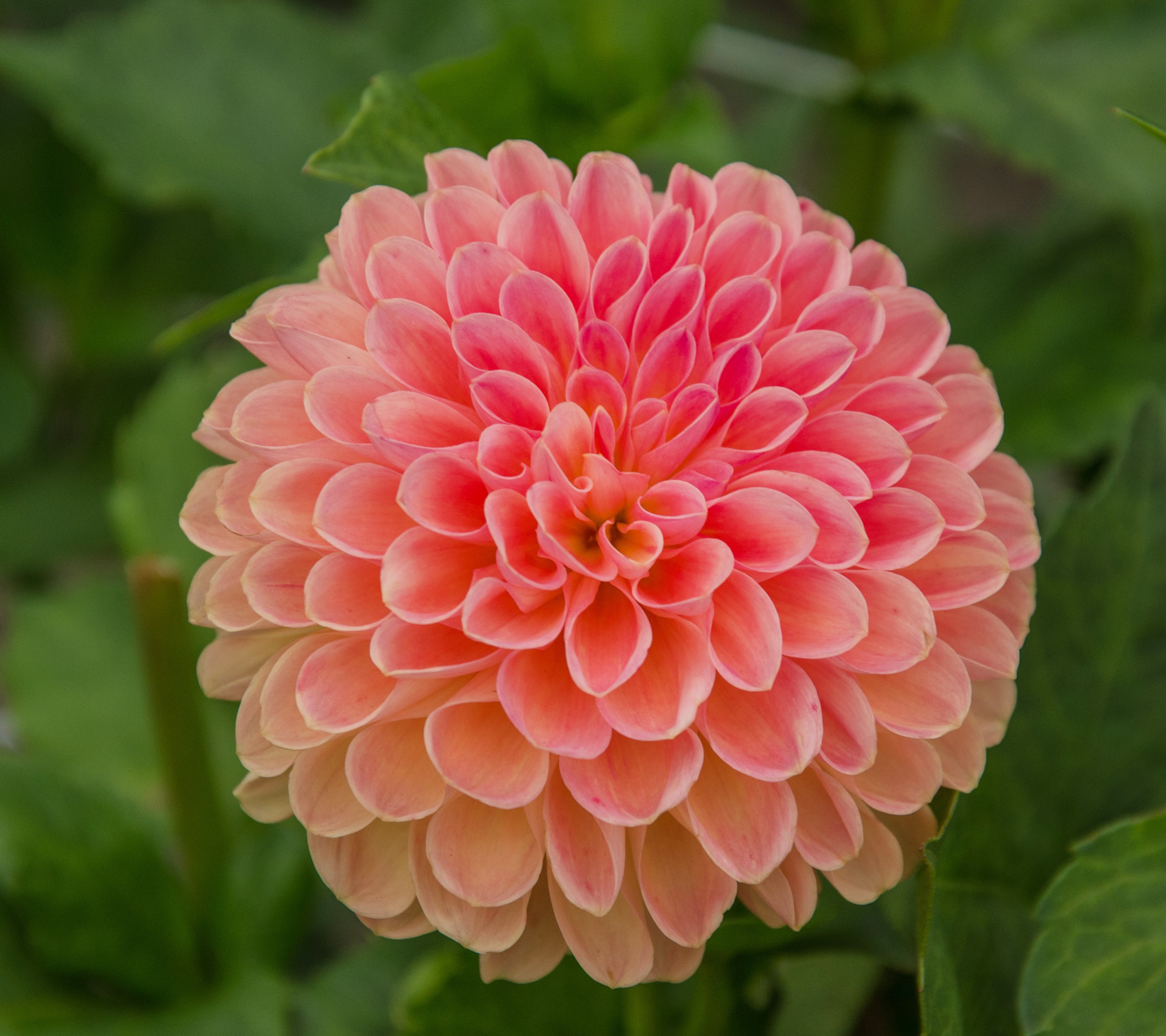 Dahlia knöl Jowey Nicky   Boll