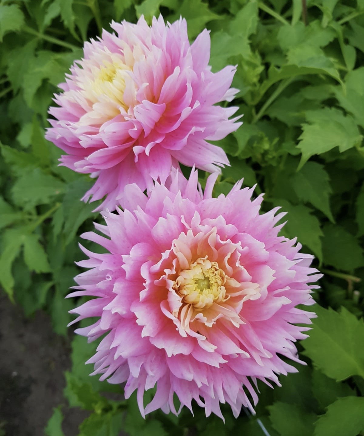 Dahlia knöl Just married   Kaktusblommande   x
