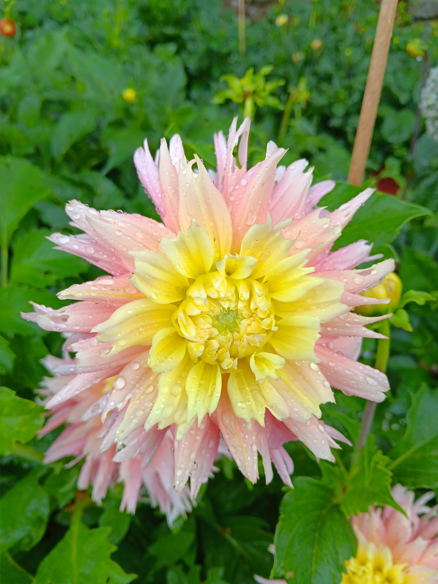 Dahlia knöl Just married   Kaktusblommande   x - 4