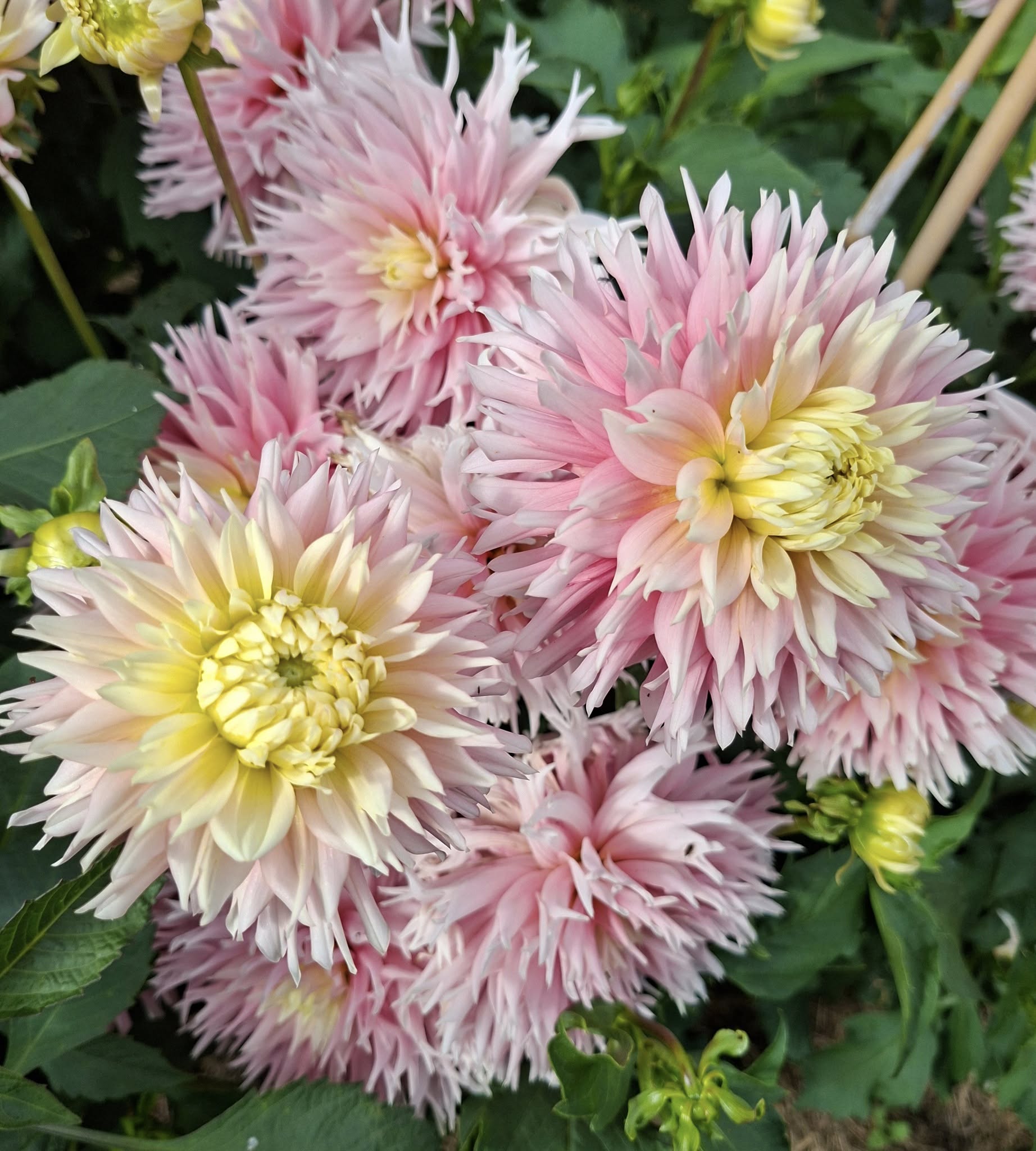 Dahlia knöl Just married   Kaktusblommande   x - 3