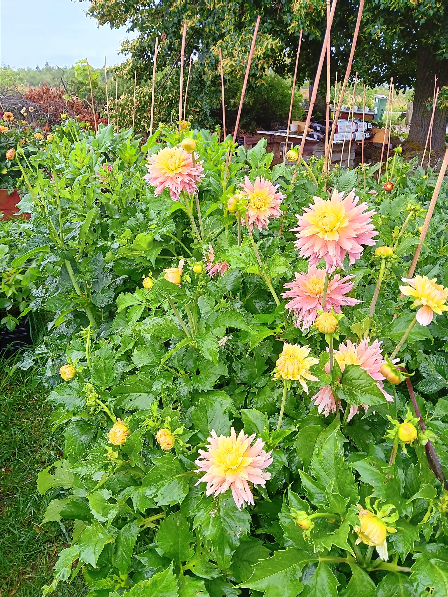 Dahlia knöl Just married   Kaktusblommande   x - 2