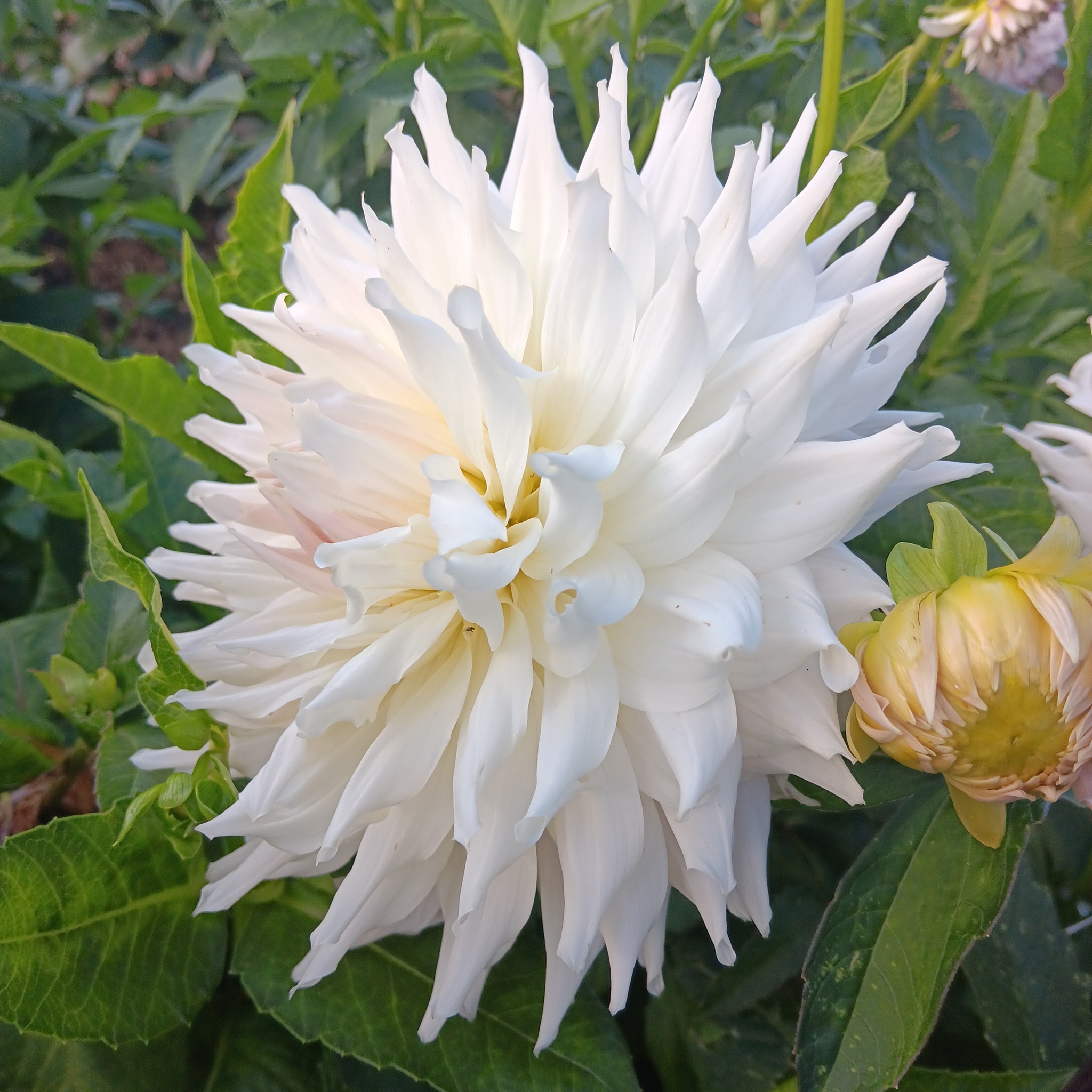 Dahlia knöl KA:s Cloud  - 6