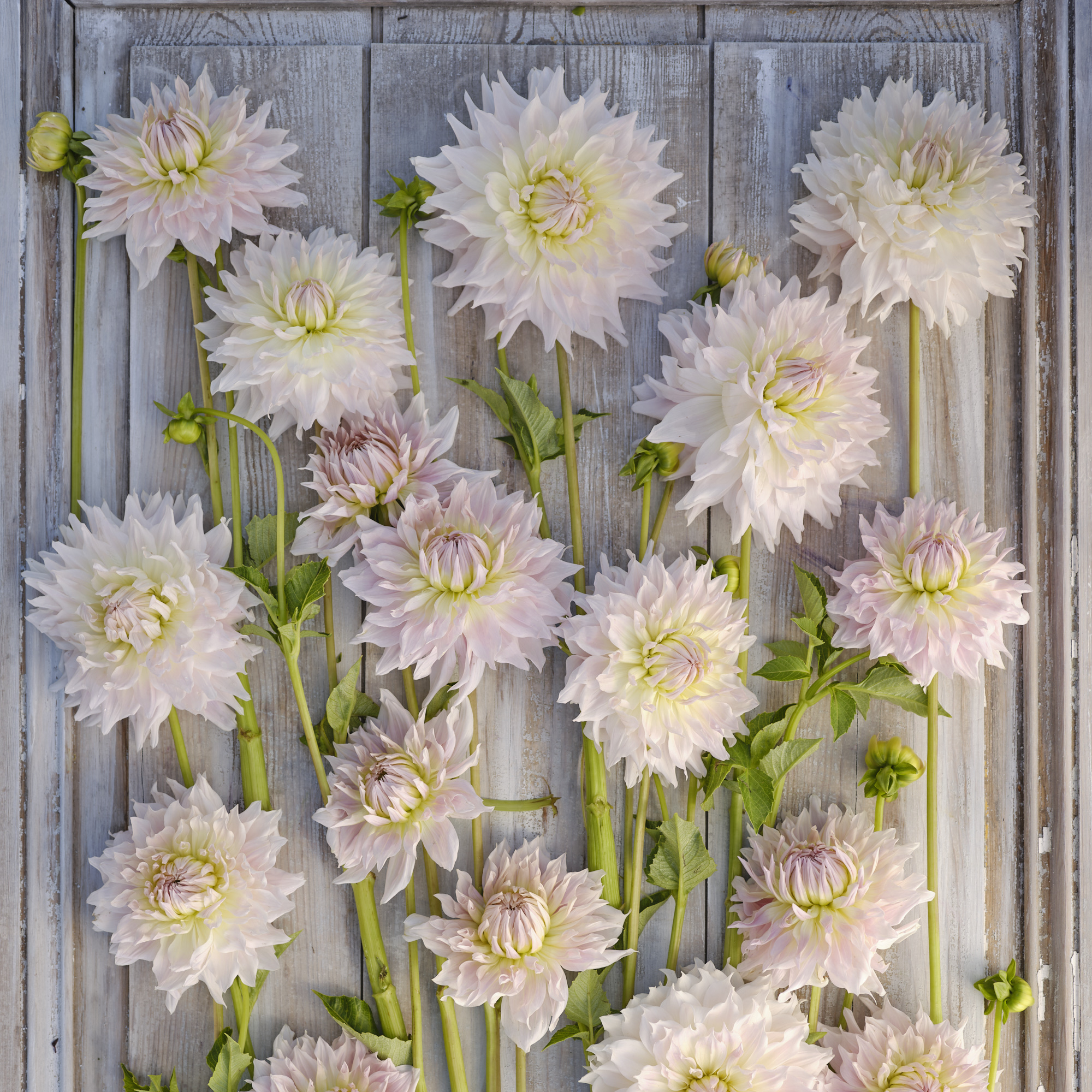 Dahlia knöl KA:s Cloud  - 5