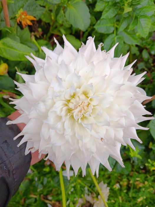 Dahlia knöl KA:s Cloud  - 2