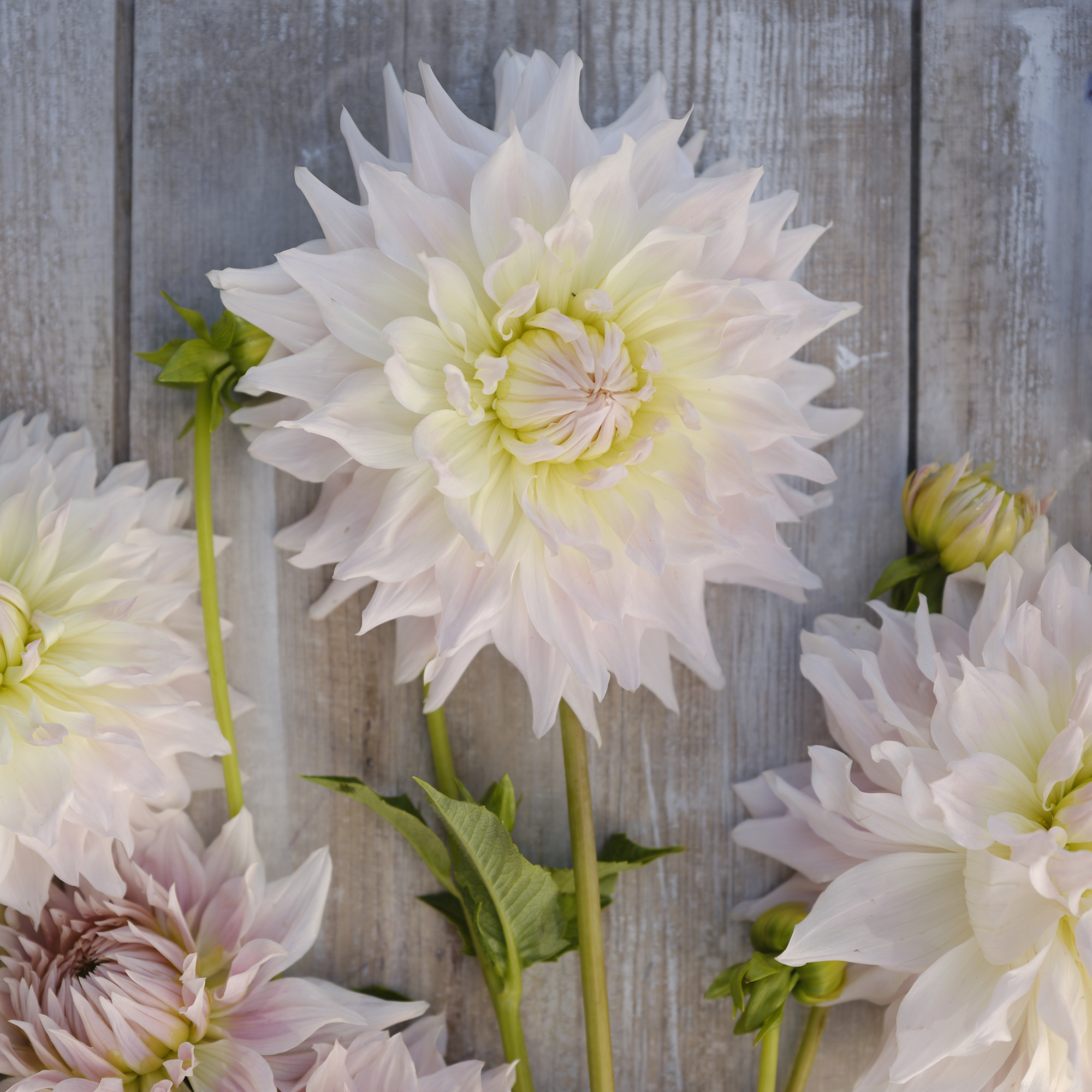 Dahlia knöl KA:s Cloud  - 3