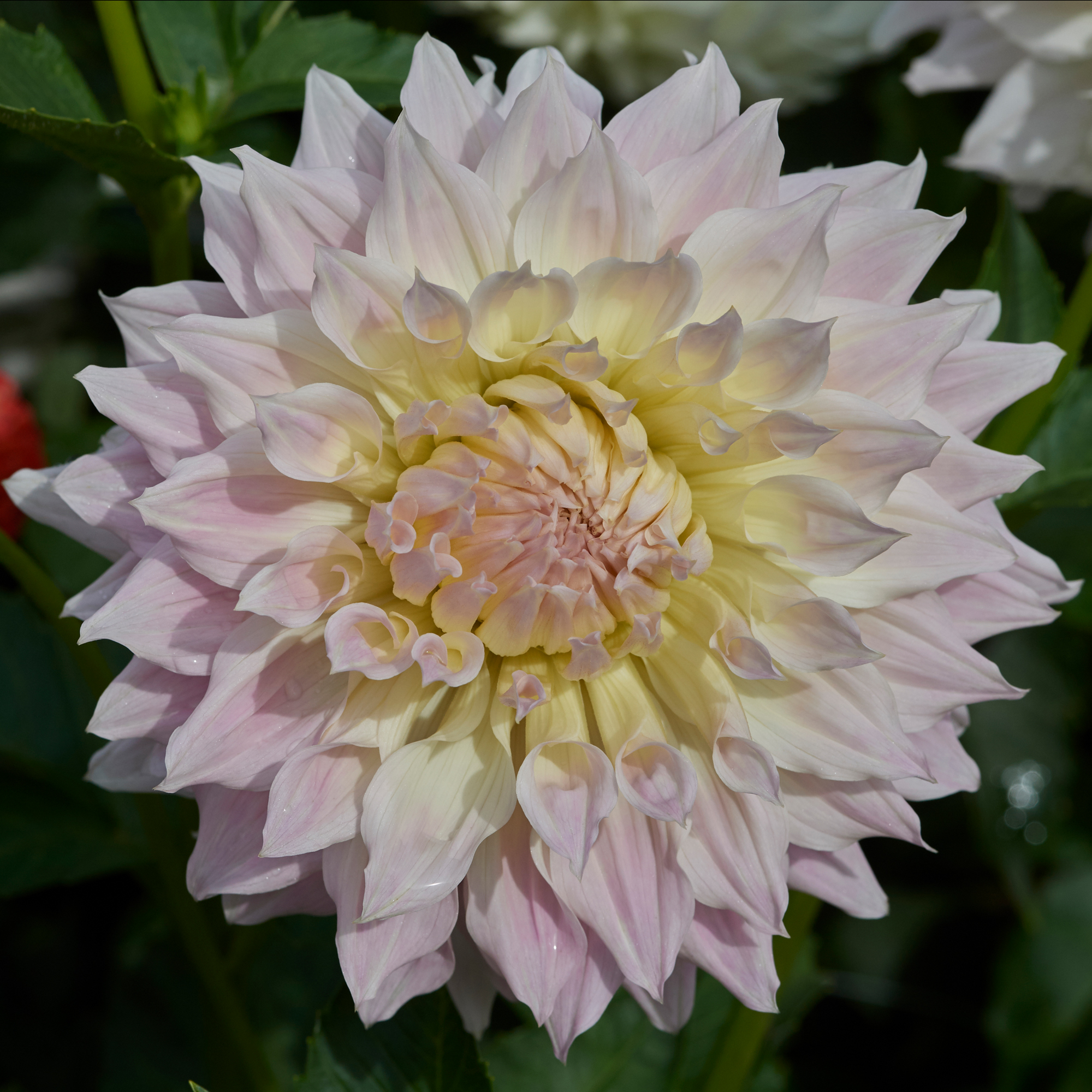 Dahlia knöl KA:s Cloud 