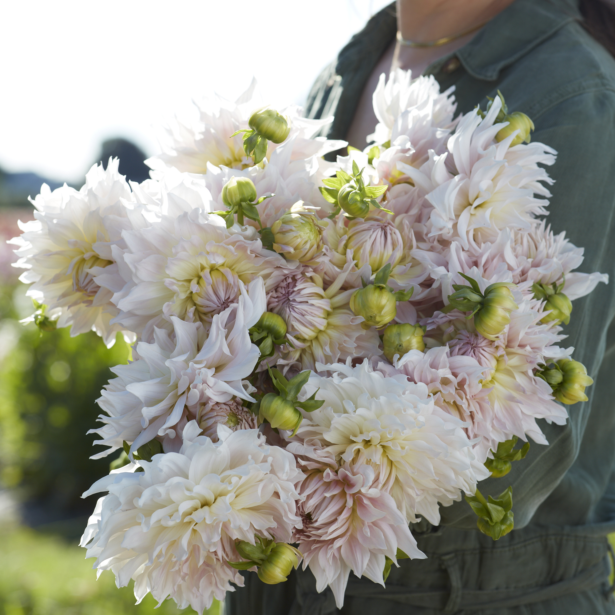 Dahlia knöl KA:s Cloud  - 4