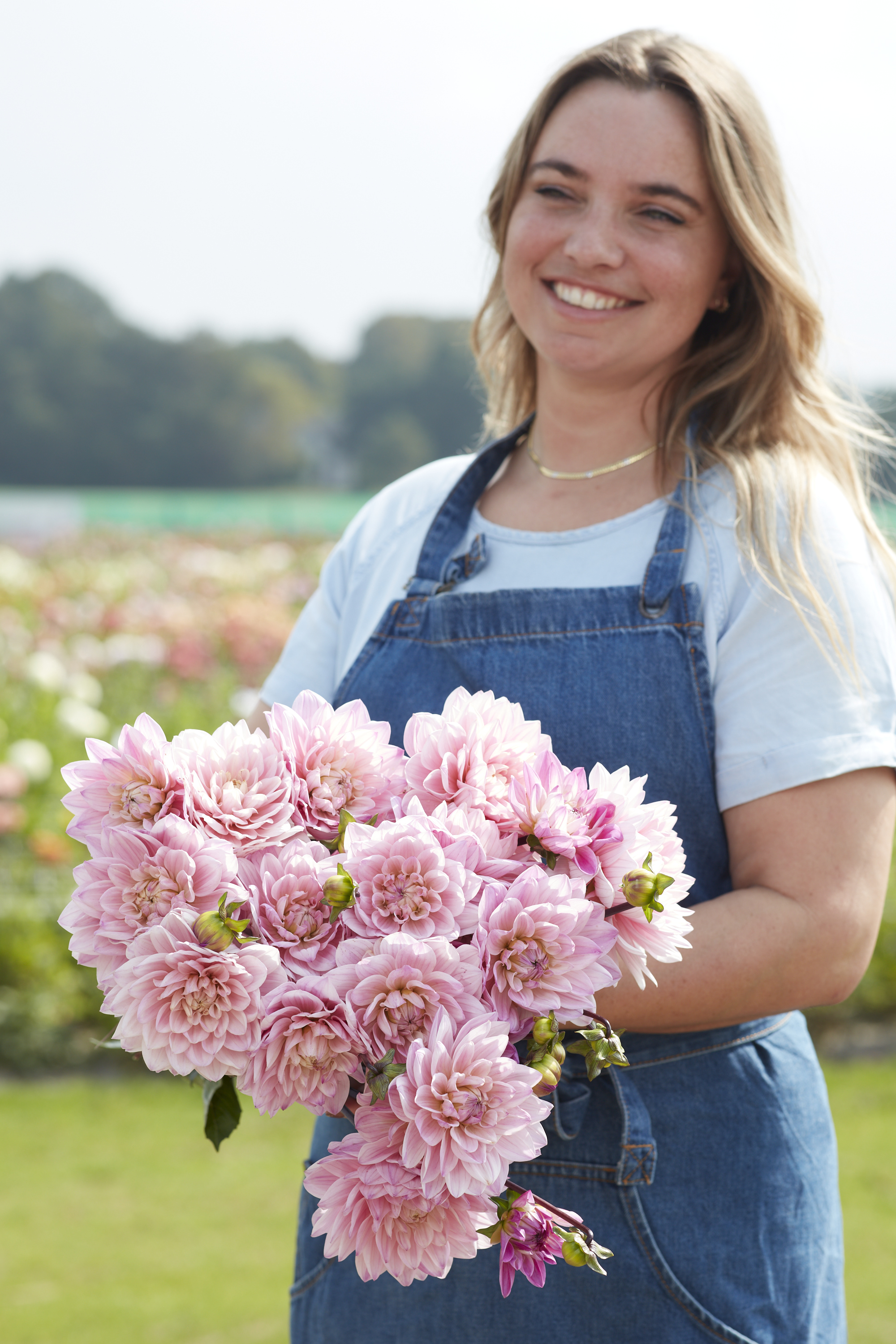 Dahlia knöl Karma Prospero Dekorativ medium  x - 3