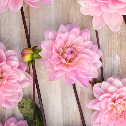 Dahlia knöl Karma Prospero Dekorativ medium  x - 5