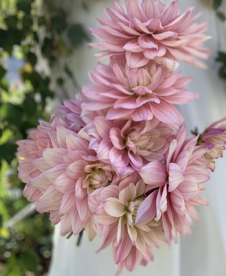 Dahlia knöl Karma Prospero Dekorativ medium  x
