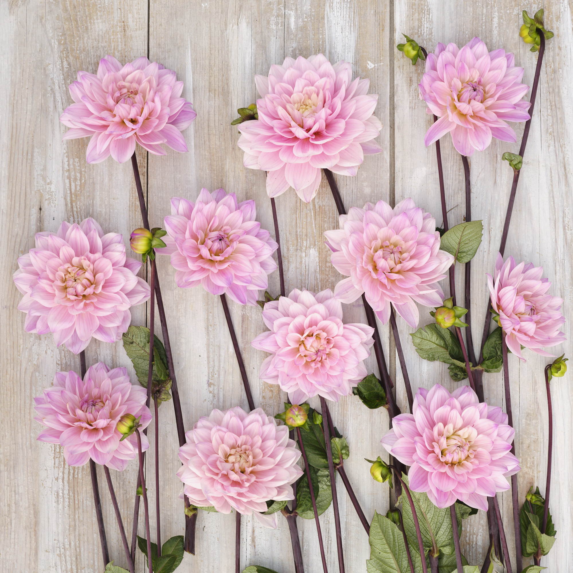Dahlia knöl Karma Prospero Dekorativ medium  x - 2