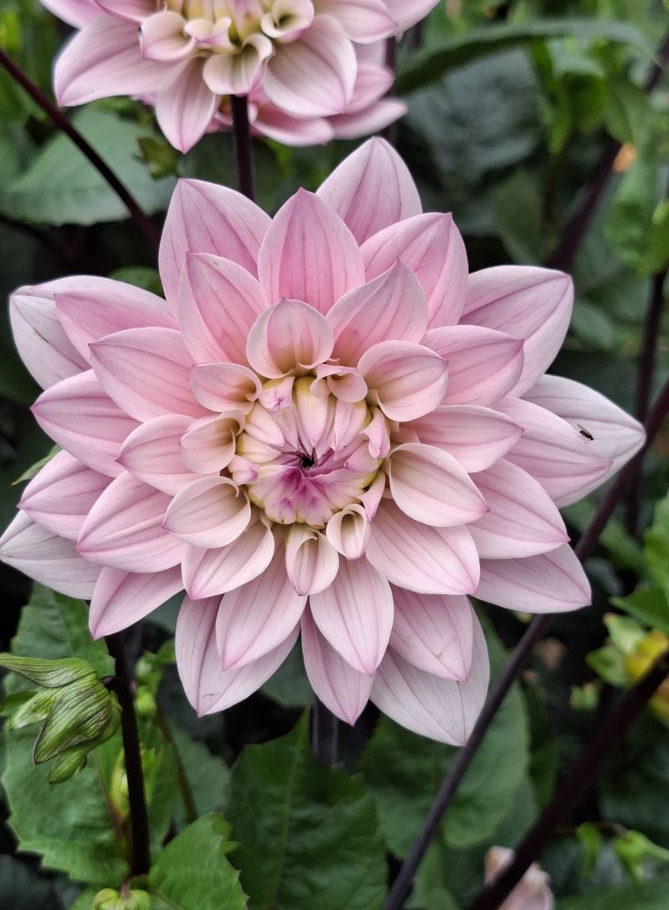 Dahlia knöl Karma Prospero Dekorativ medium  x - 8