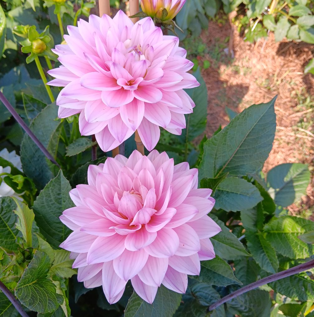 Dahlia knöl Karma Prospero Dekorativ medium  x - 6