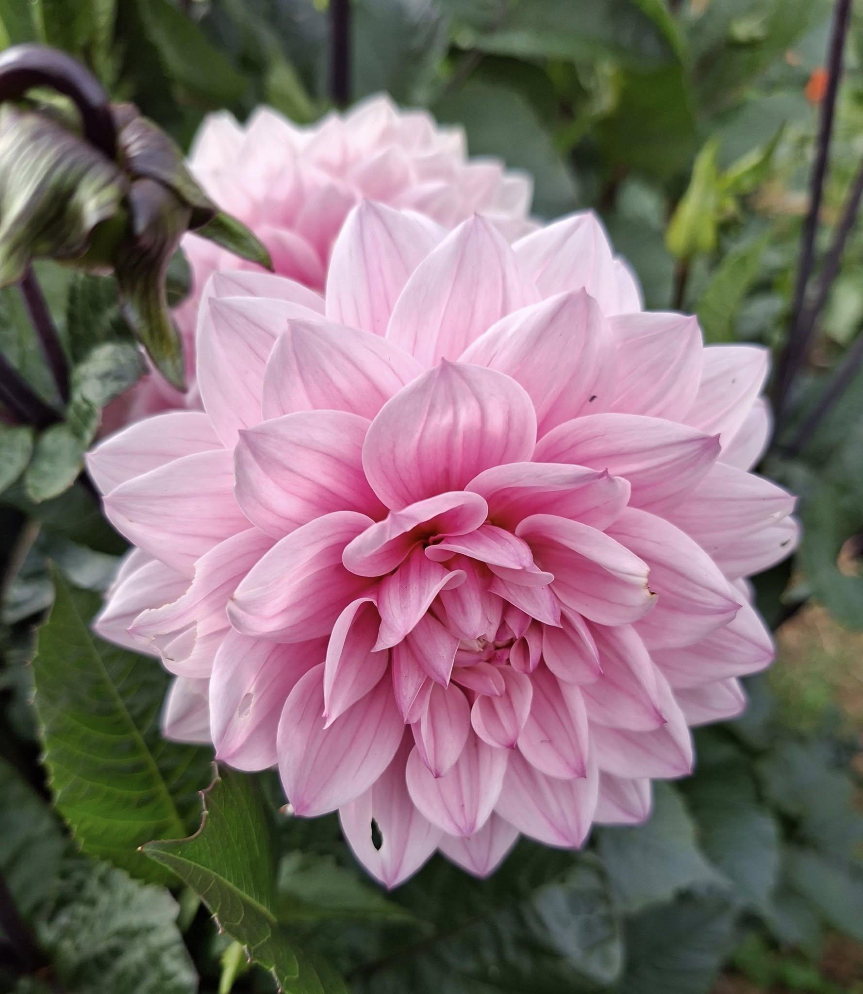 Dahlia knöl Karma Prospero Dekorativ medium  x - 7