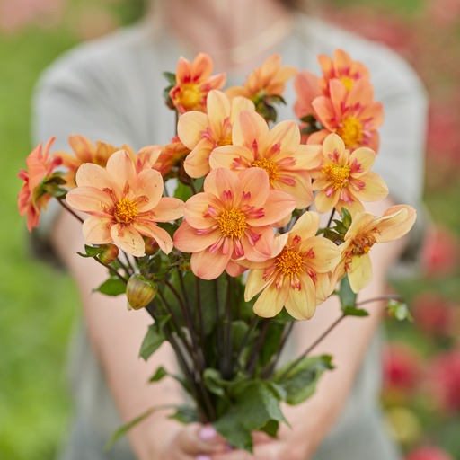 Dahlia knöl Kelsey Annie joy Halskrås x - 3