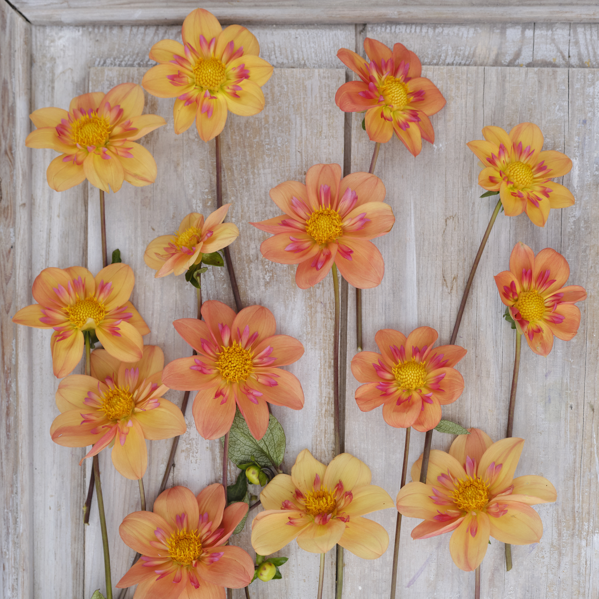 Dahlia knöl Kelsey Annie joy Halskrås x - 2