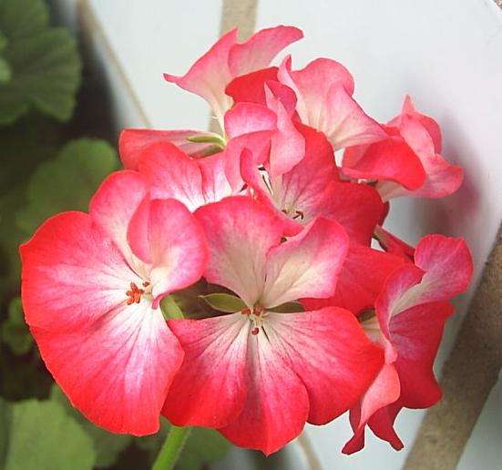 Pelargon "Ringo Scarlet " F1 5 frö