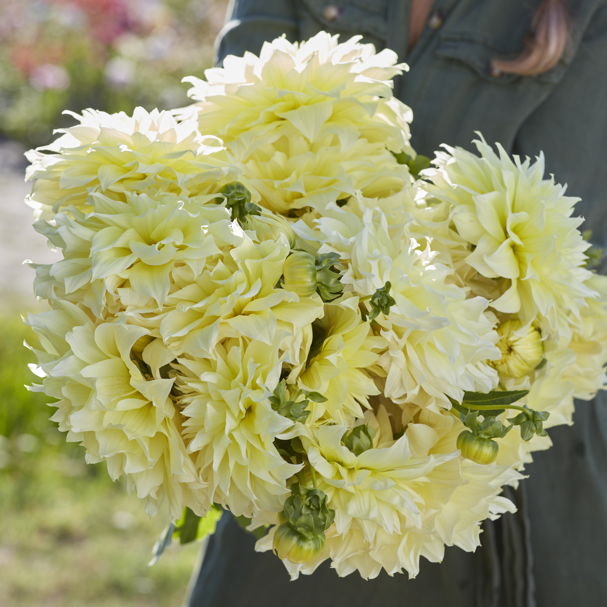 Dahlia knöl Kelvin Floodlight Dekorativ   - 2