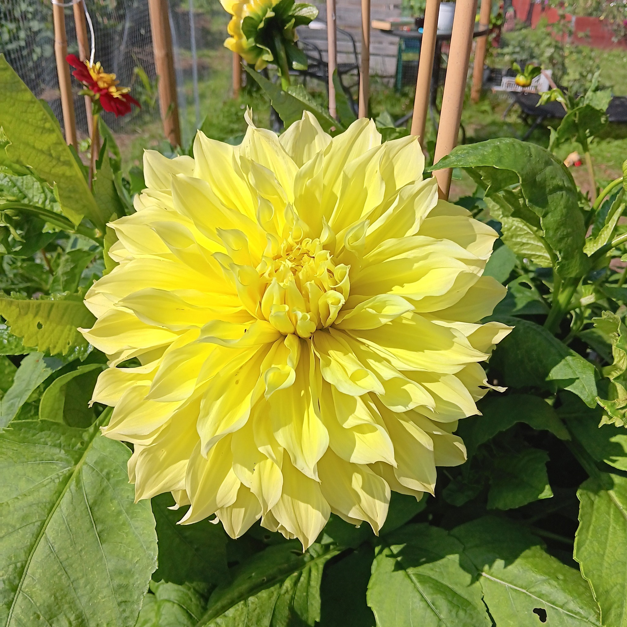 Dahlia knöl Kelvin Floodlight Dekorativ   - 4