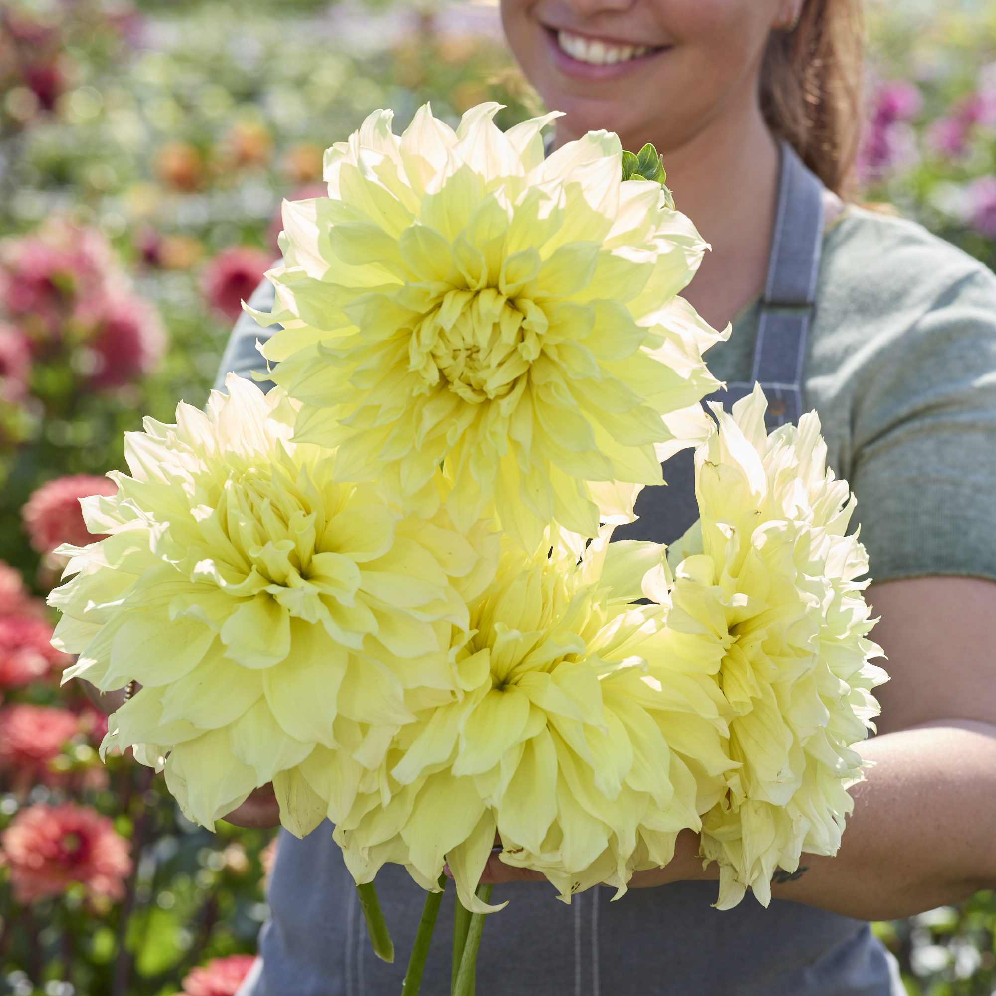 Dahlia knöl Kelvin Floodlight Dekorativ  