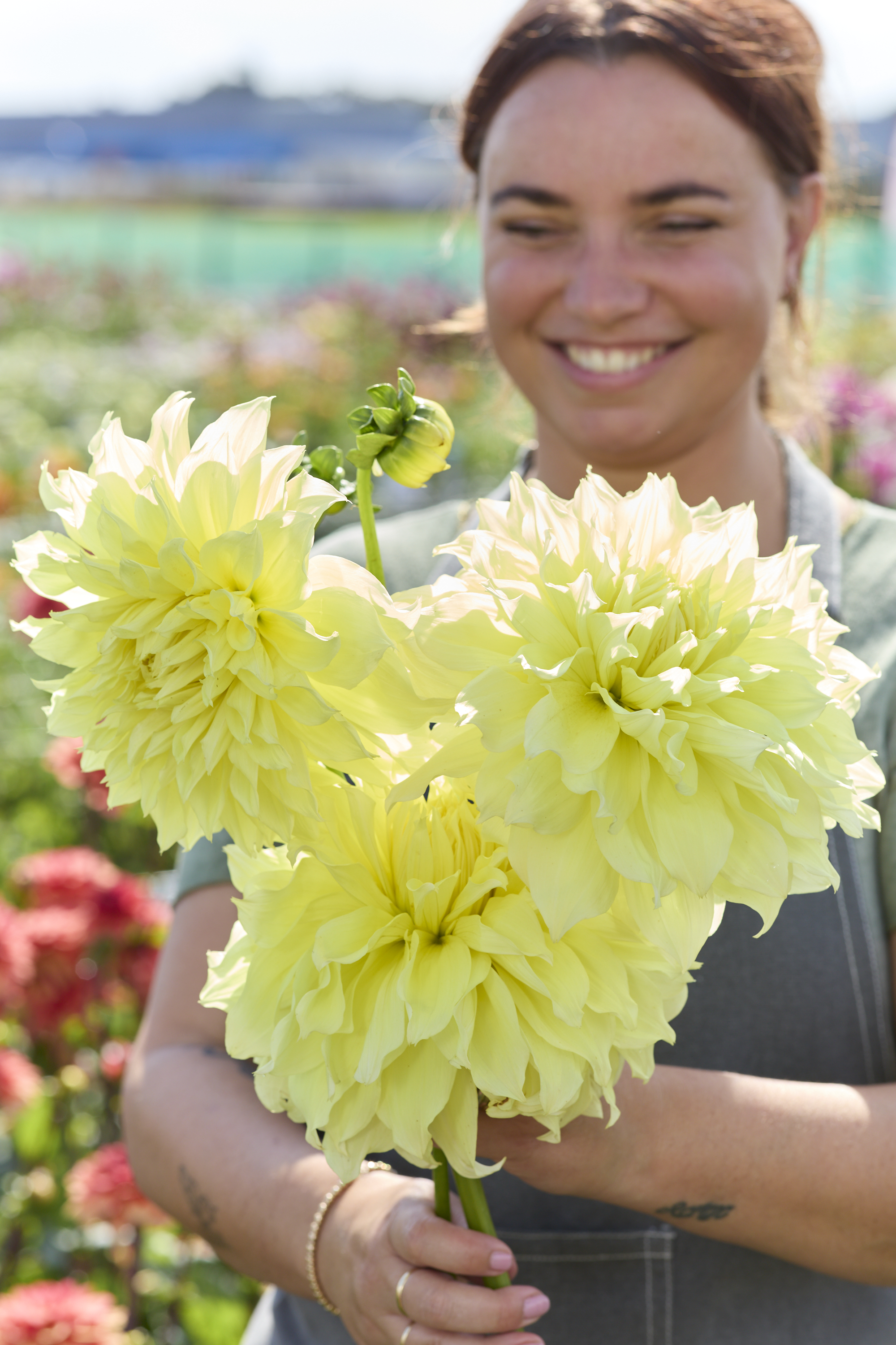 Dahlia knöl Kelvin Floodlight Dekorativ   - 3