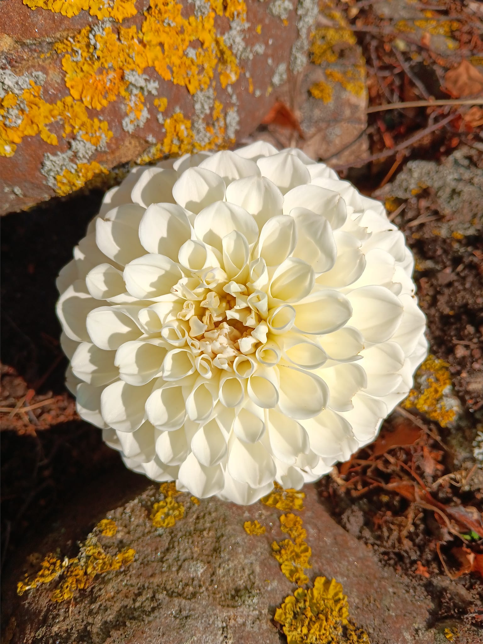 Dahlia knöl Boom Boom White  "Boll - 2