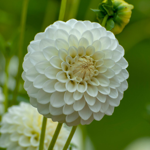 Dahlia knöl Boom Boom White  "Boll
