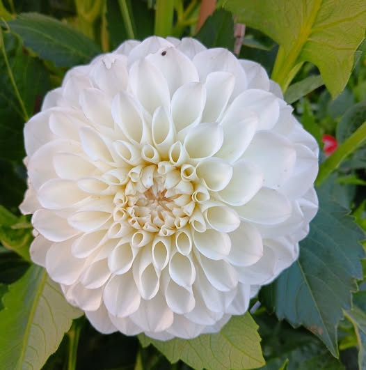 Dahlia knöl Boom Boom White  "Boll - 3