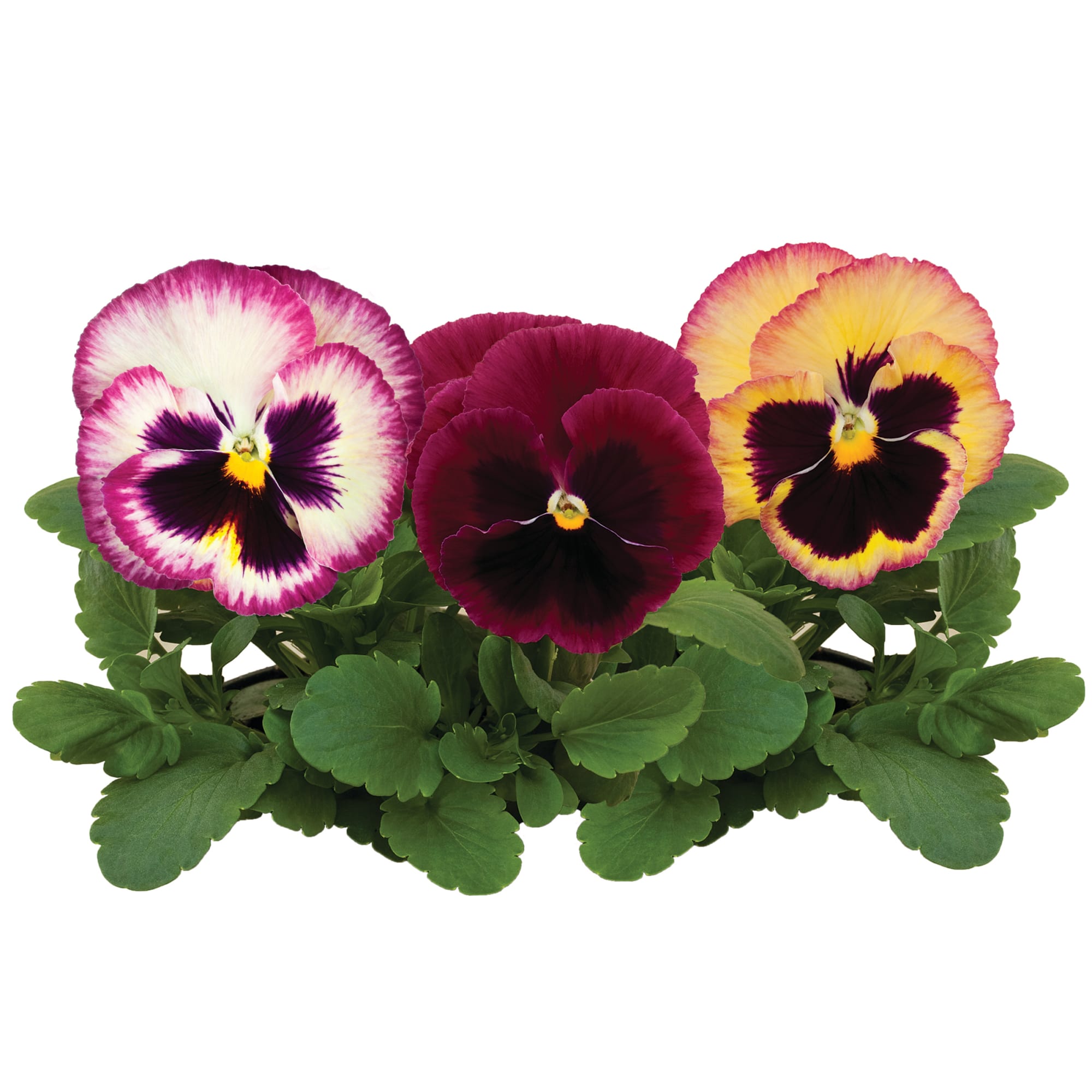 Pense Colossus Rose Surprise 20  frö