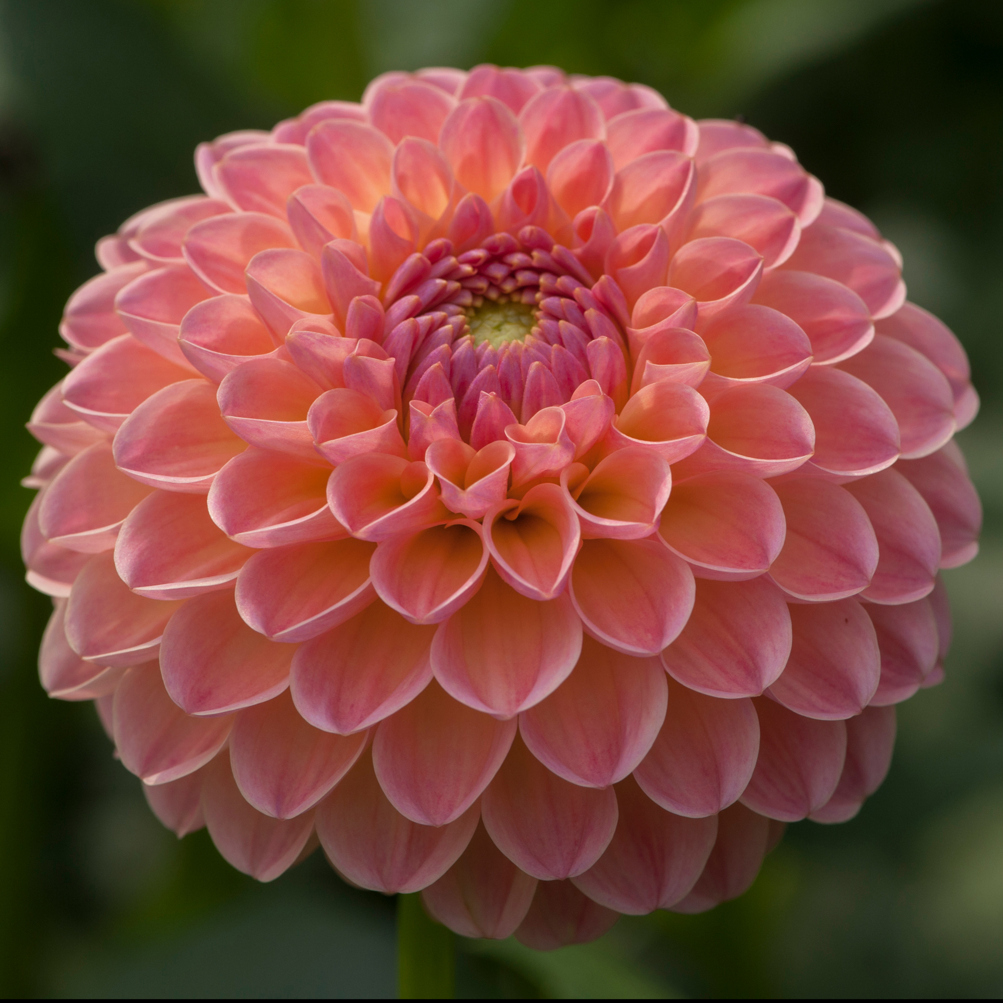 Dahlia knöl L.A.T.E "Bolldahlia"  x