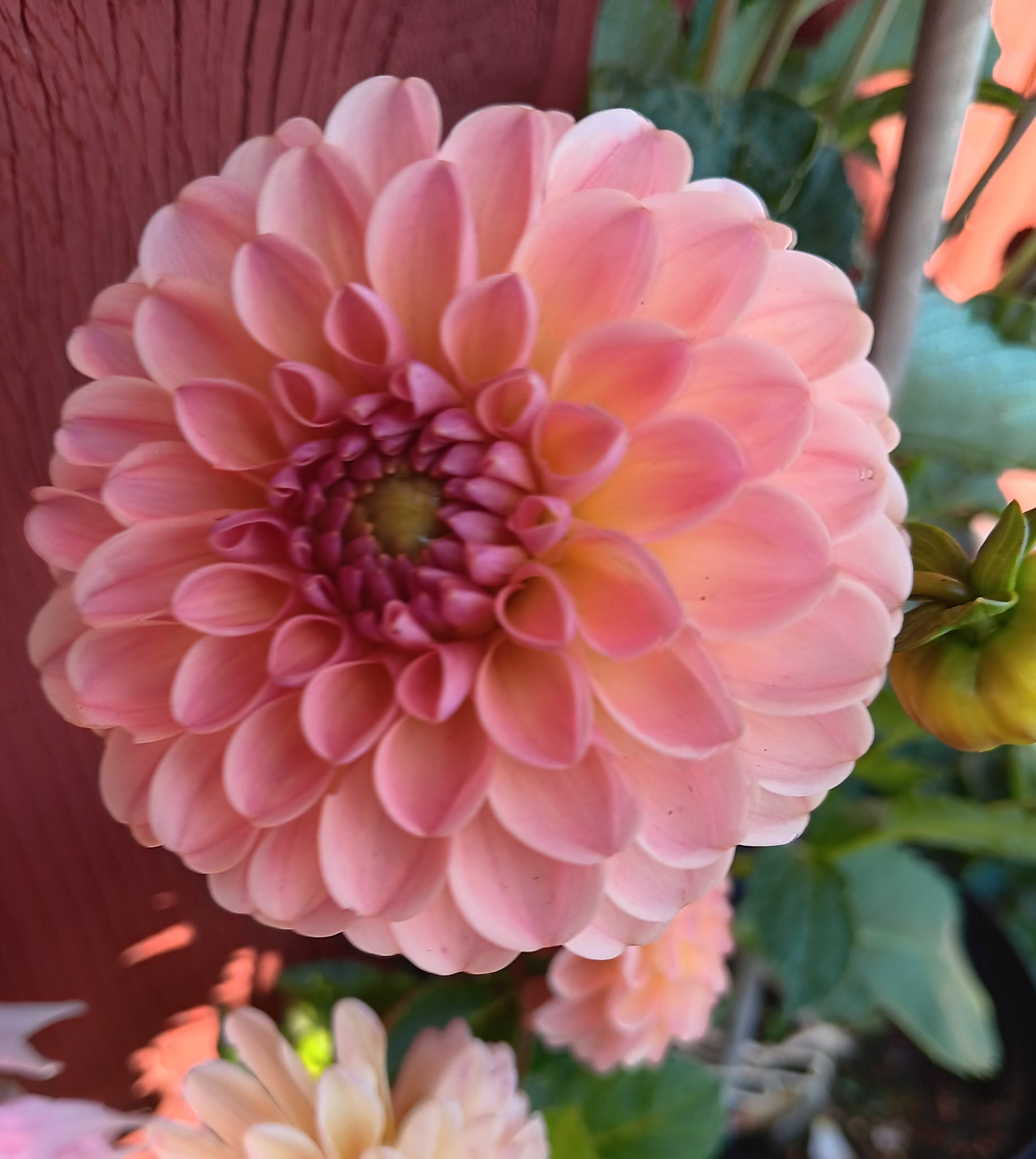 Dahlia knöl L.A.T.E "Bolldahlia"  x - 3