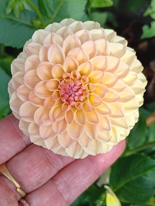Dahlia knöl L.A.T.E "Bolldahlia"  x - 2