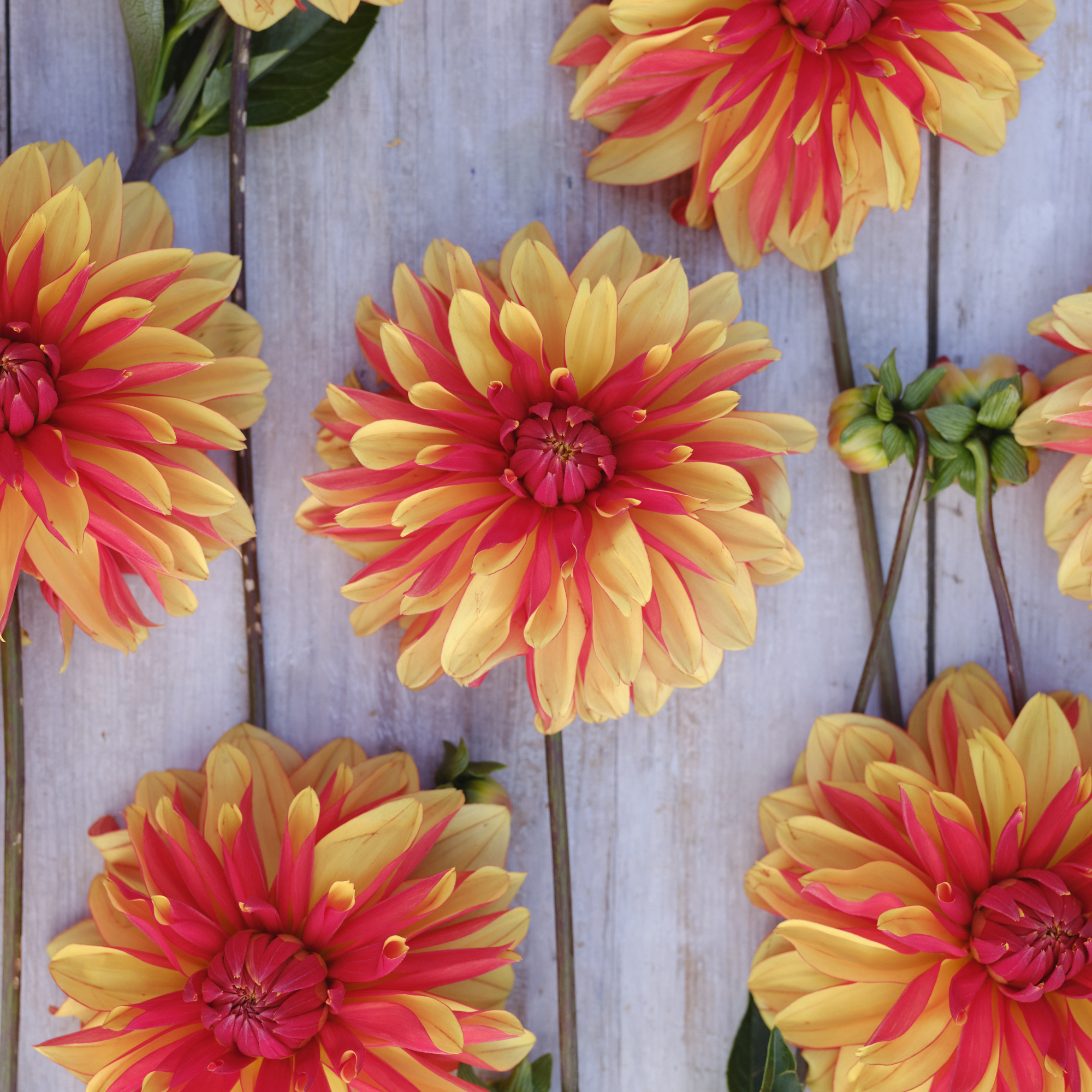 Dahlia knöl Japlou boll
